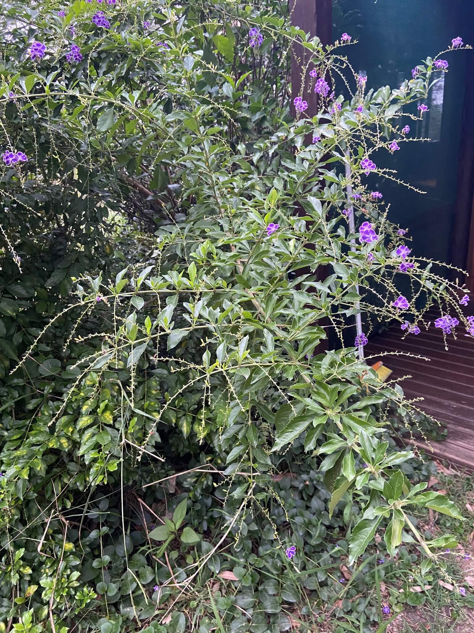 Duranta erecta